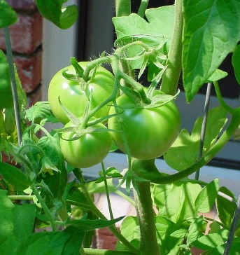 green tomaters